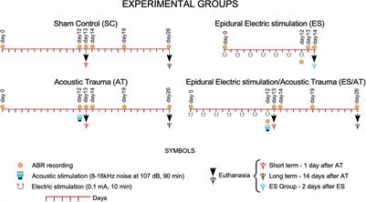 Effects of Multisession Anodal Electrical Stimulation of the Auditory Cortex on Temporary Noise-Induced Hearing Loss in the Rat